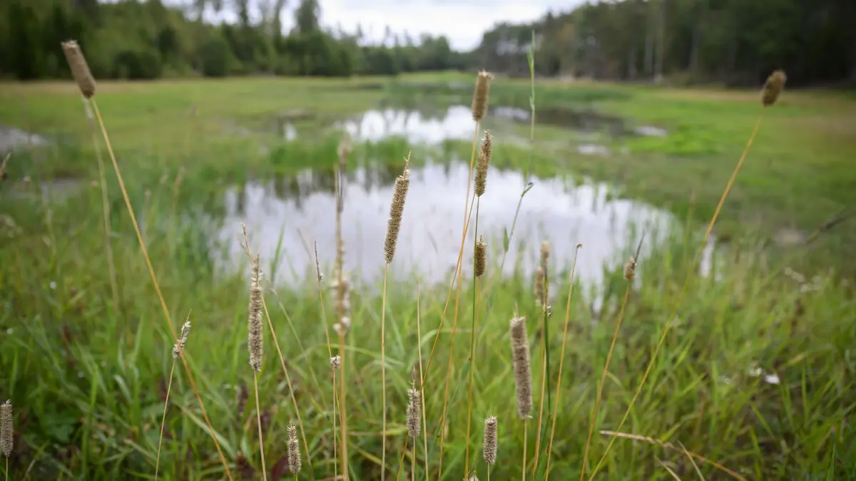 Finland and Sweden want to tear up wetlands