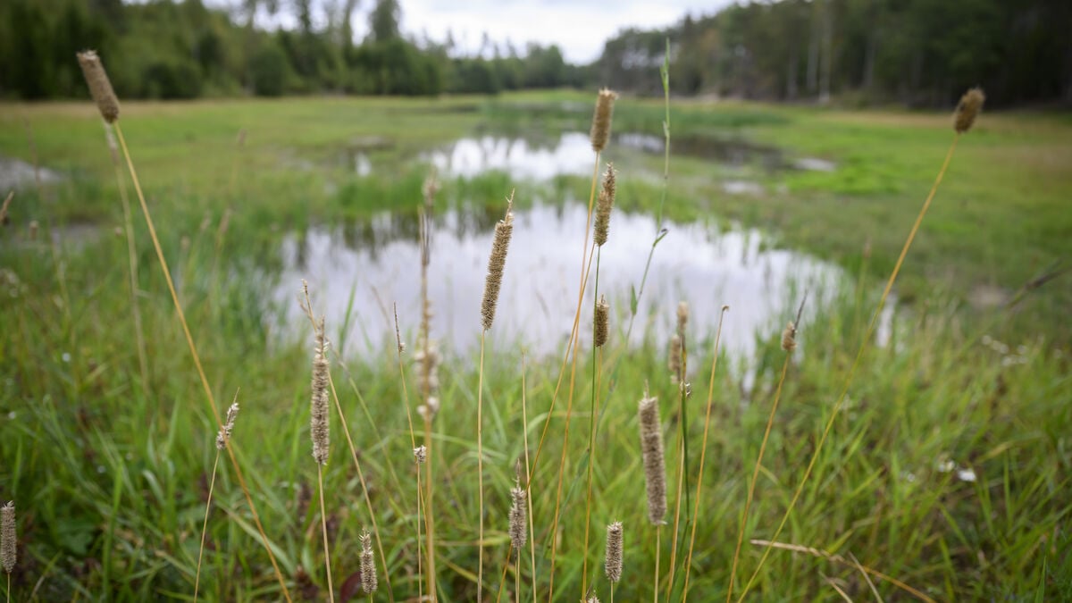Finland and Sweden want to tear up wetlands