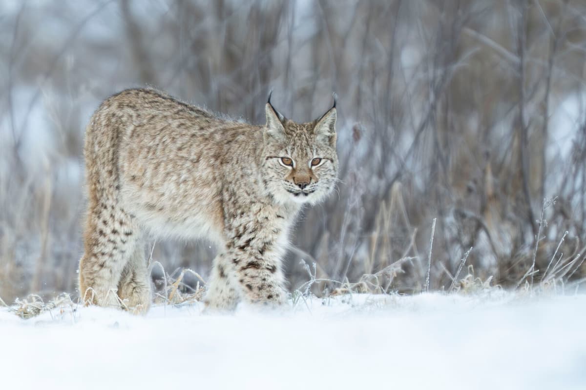 Fast pace in this year's lynx hunt