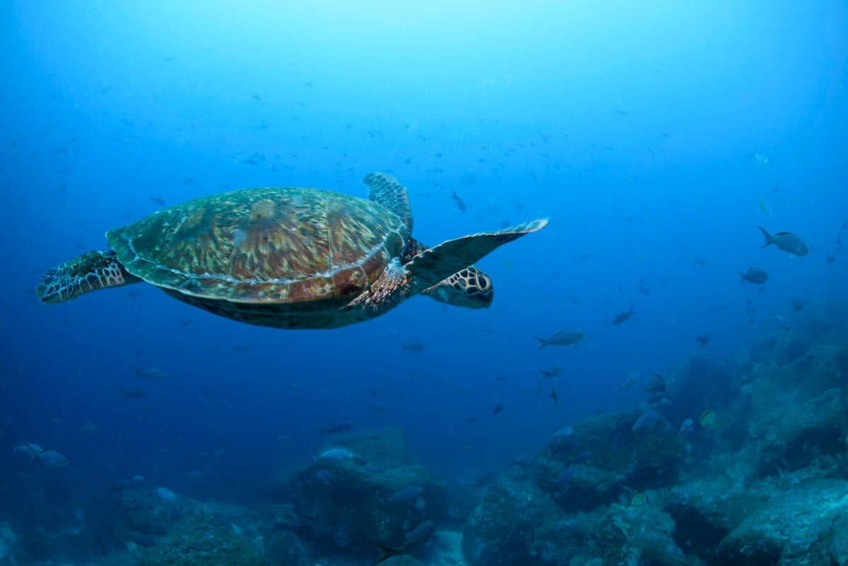 Study Reveals Key Gathering Spots for Large Marine Animals
