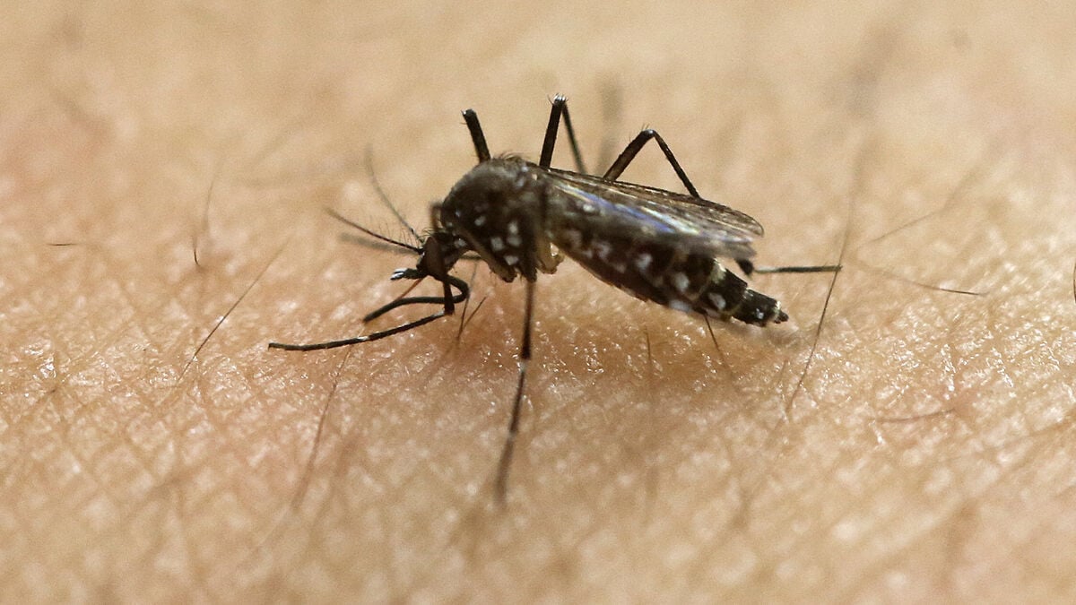 Yellow fever mosquito found in Sweden for the first time, in Malmö