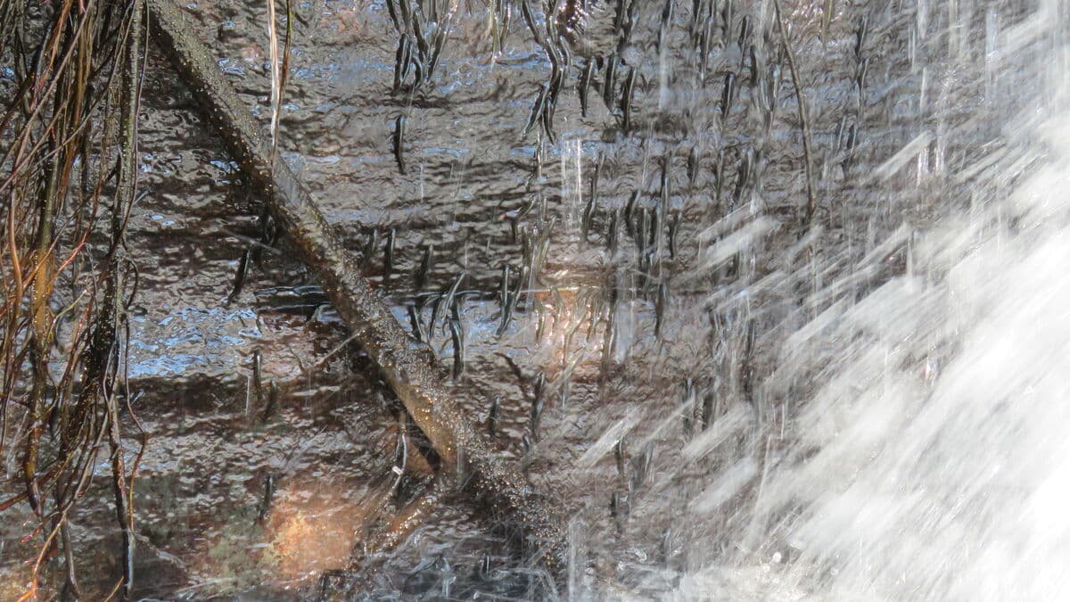 The fish climbs up a vertical waterfall