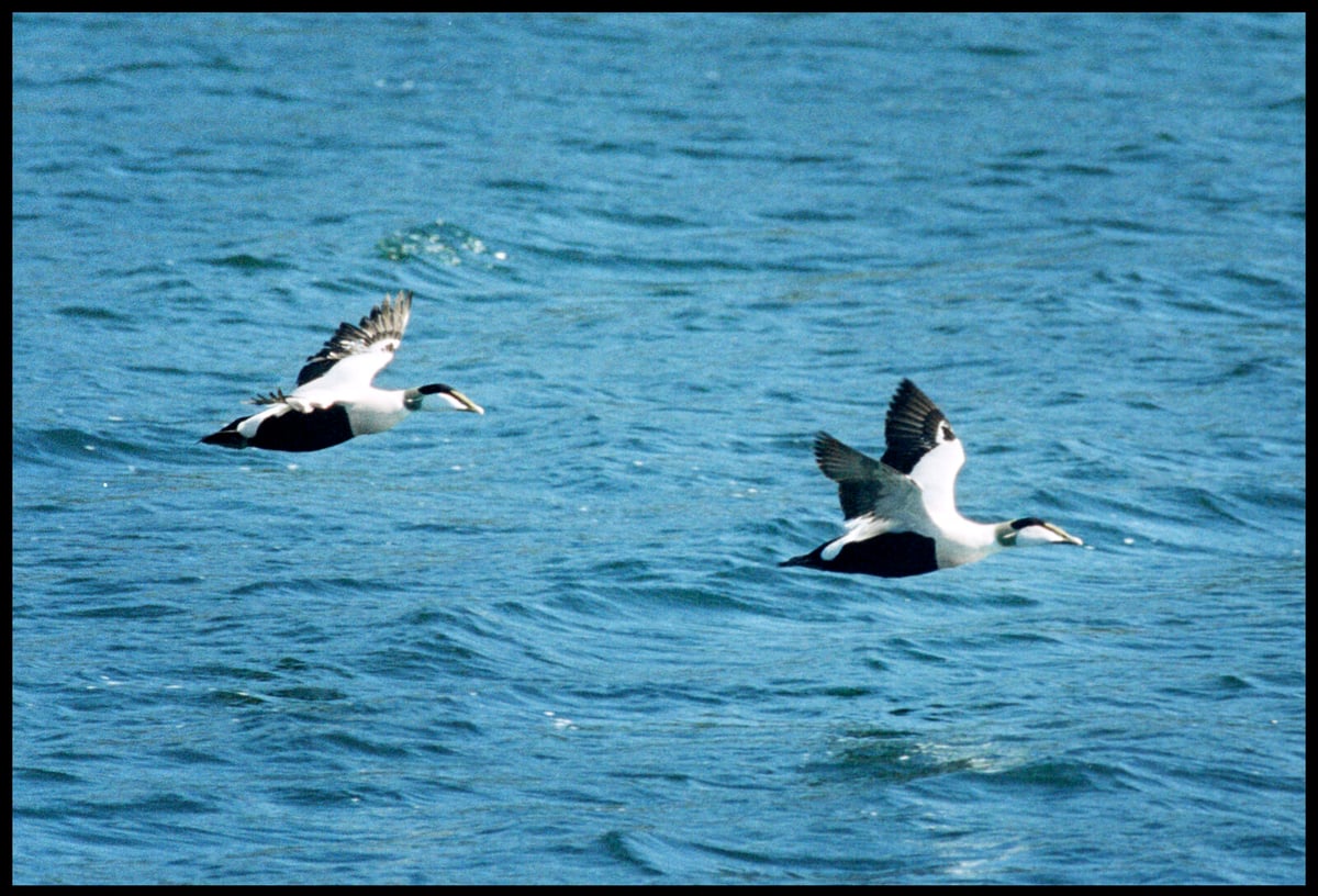Eider Population Sees Largest Growth in 40 Years on Sweden's West Coast
