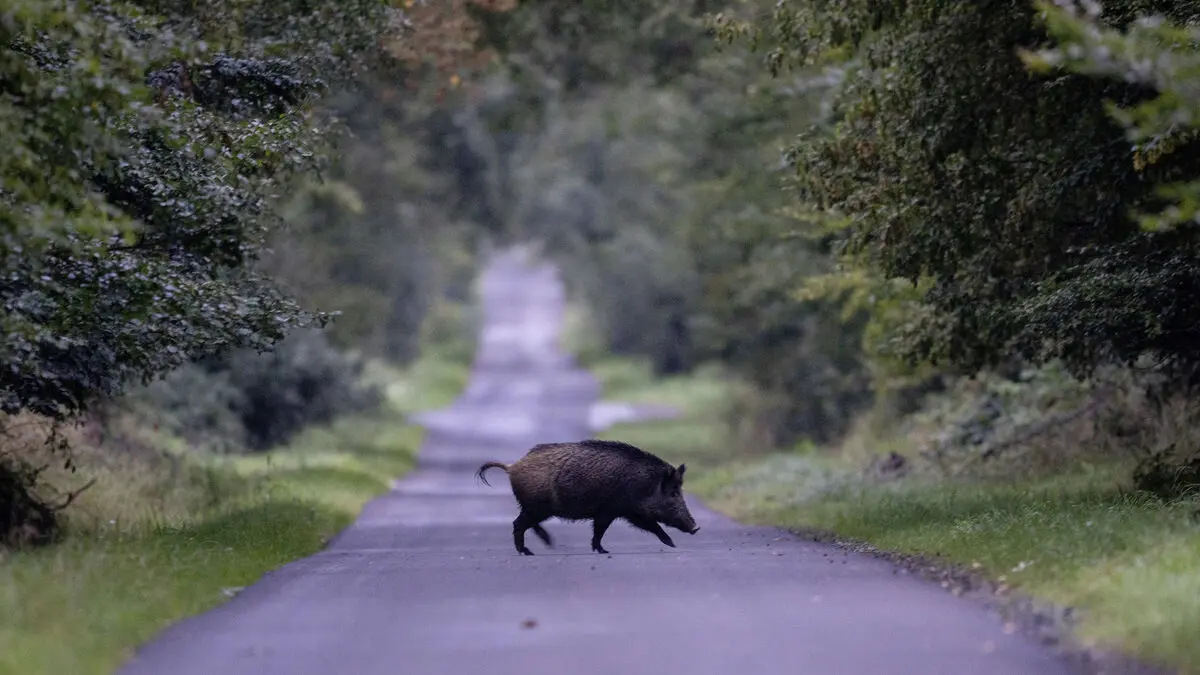 Expanded opportunity for protective hunting of wild boar near agricultural crops