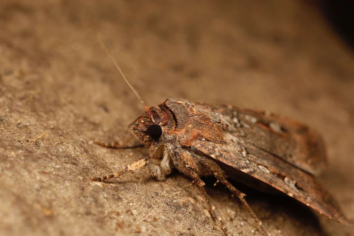 Australian Moths Use Stars for 100-Mile Summer Migration