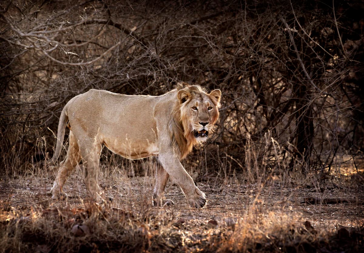 Escaped Pet Lion Attacks Woman and Children in Lahore