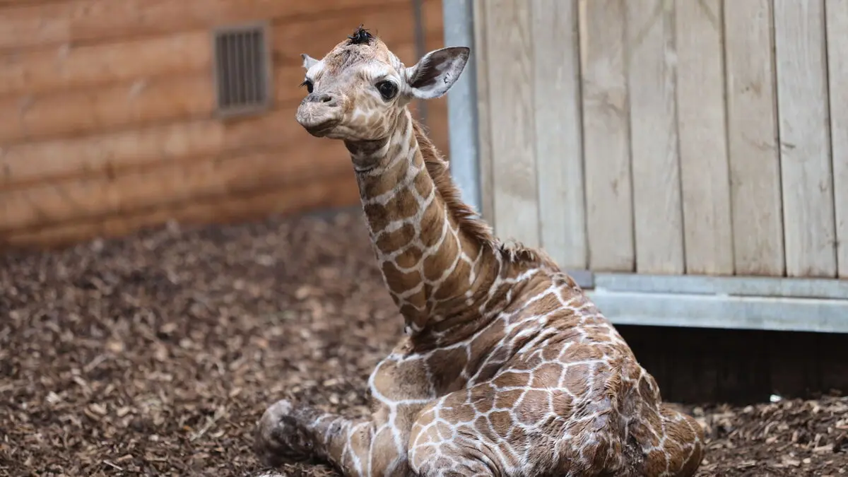 Giraffe calf born at Copenhagen Zoo