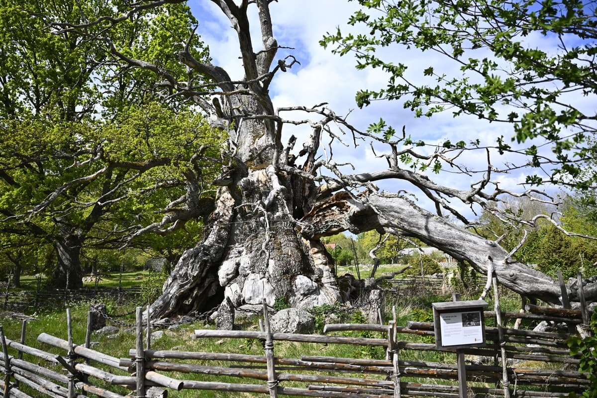 Efforts to Save Sweden's Oldest Oak Face Challenges