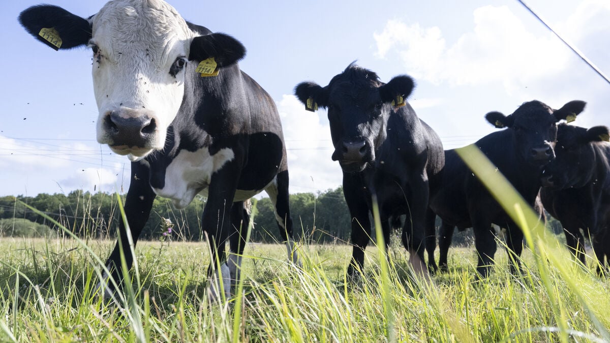Cattle slaughter at lowest level since 2013