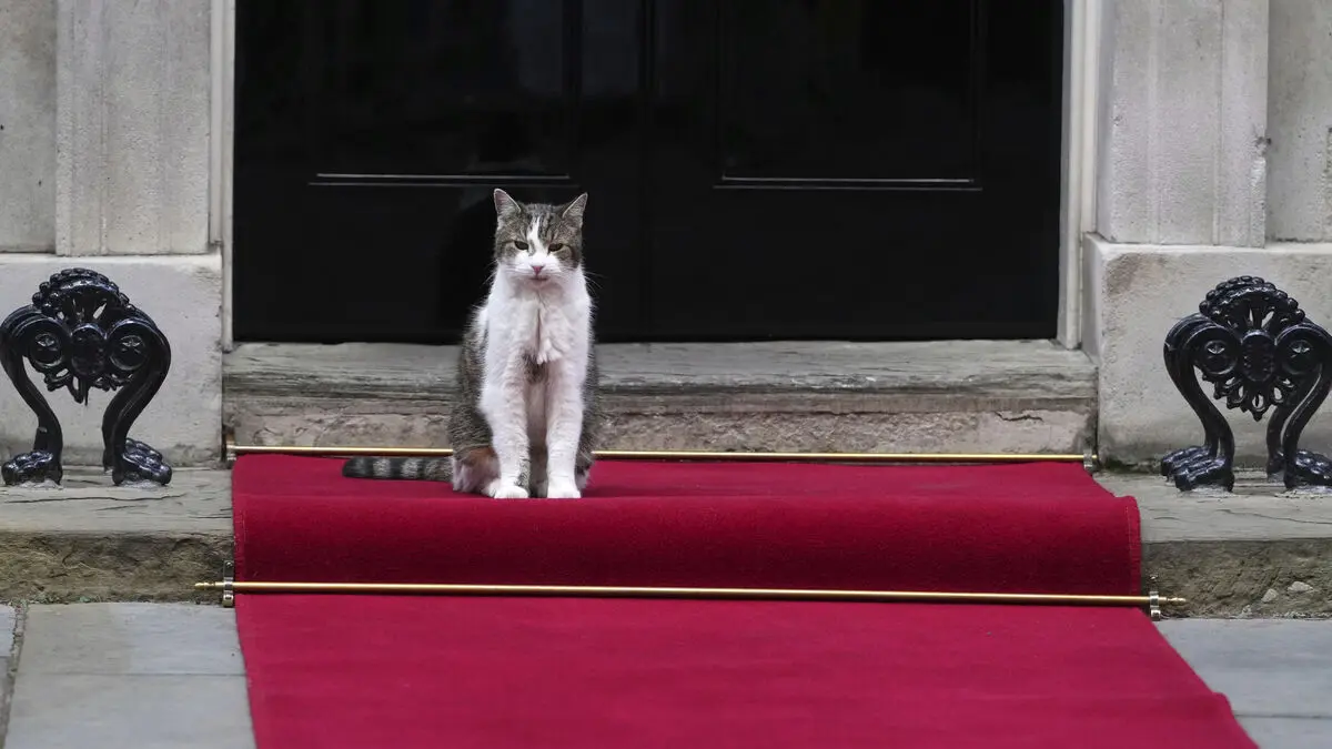 Larry the cat celebrates 15 years at 10 Downing Street