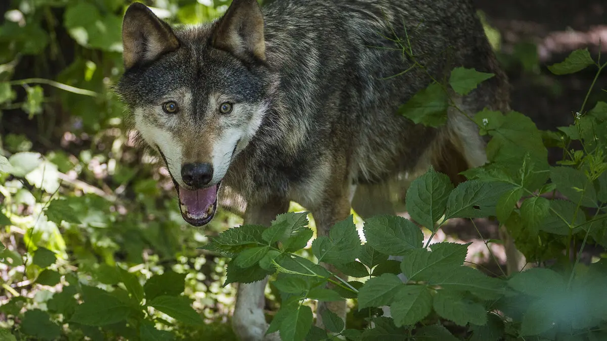 The wolf tore the pony Pippi in Ystad, now it will be shot