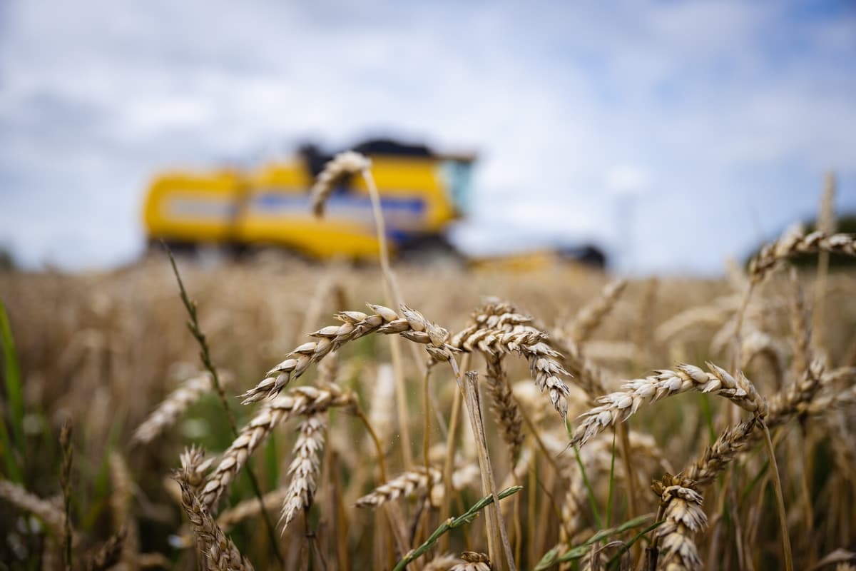 Autumn Wheat Boosts Swedish Grain Harvest by 14 Percent