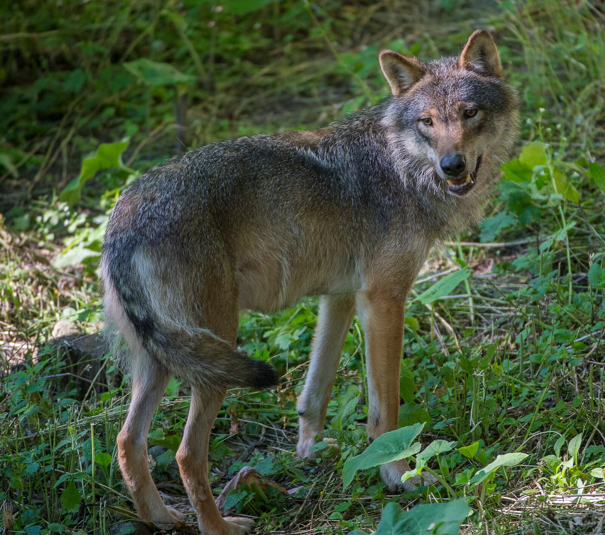 Wolf Hunt Approved in Västra Götaland After Cow Attack