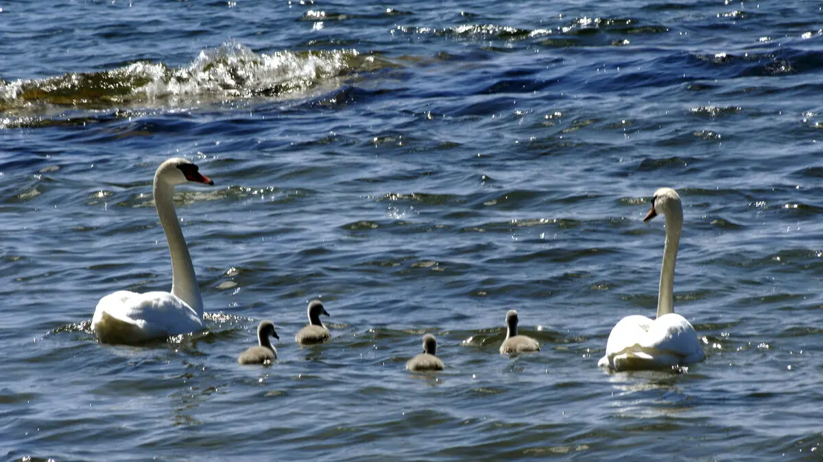 Police warn motorists about swan family on E4 at Tönnebro