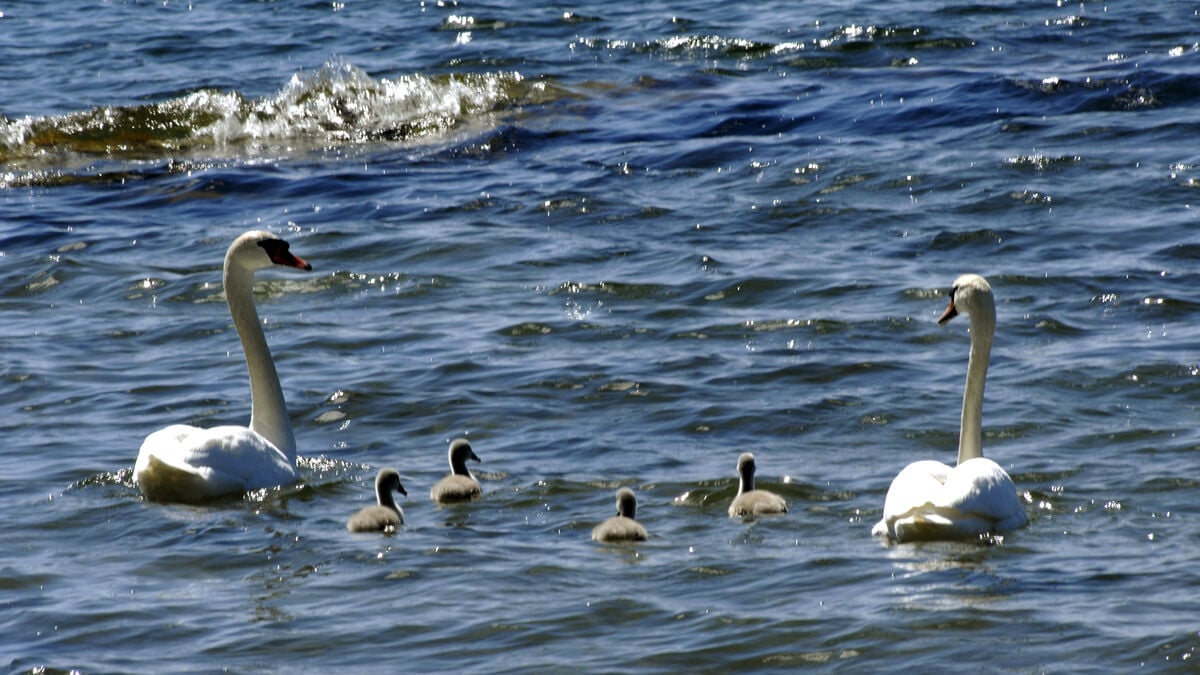 Police warn motorists about swan family on E4 at Tönnebro