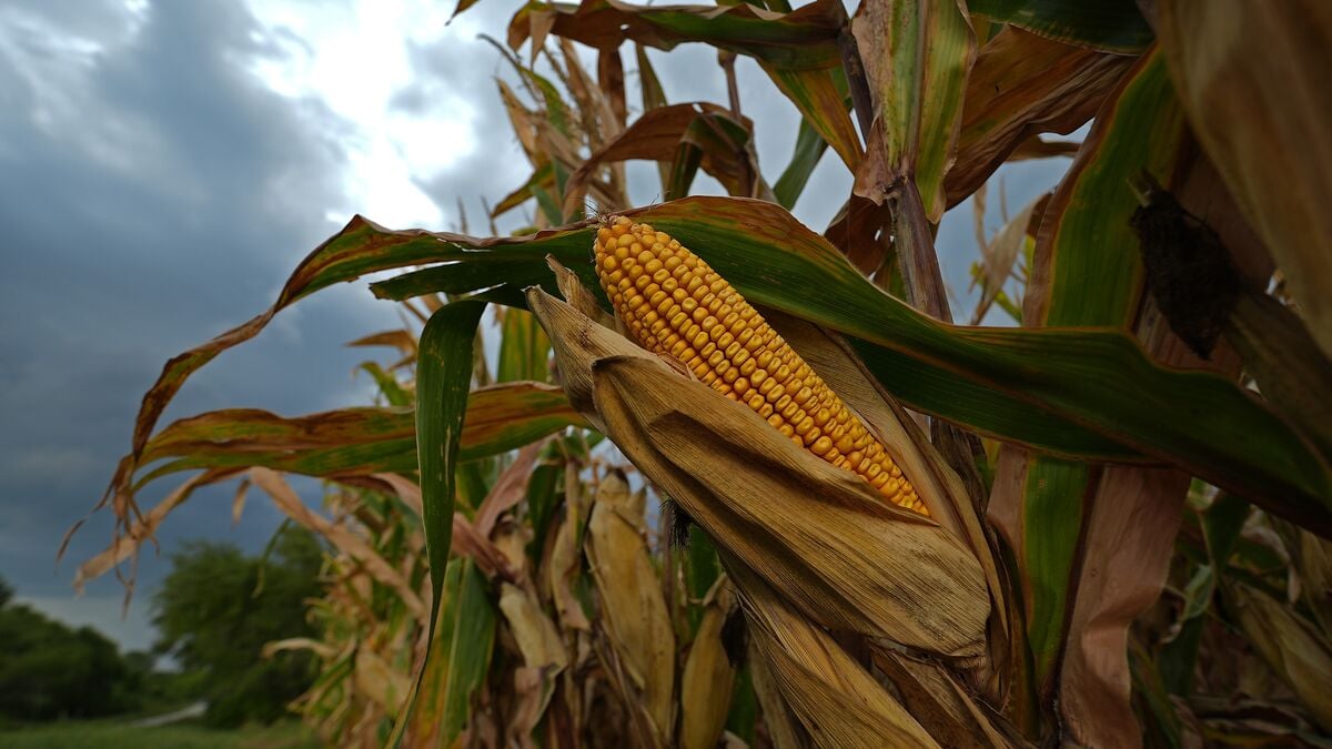 Cancer mystery in the US – corn fields are singled out
