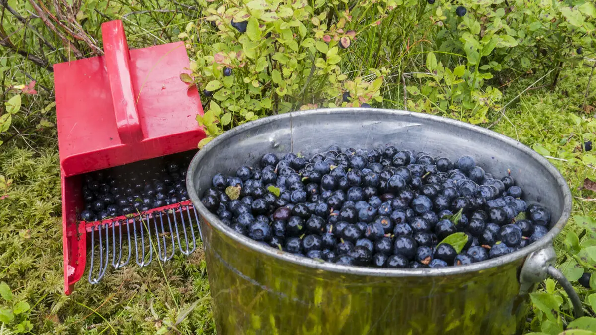 Forest-berry companies in Finland accused of price fixing