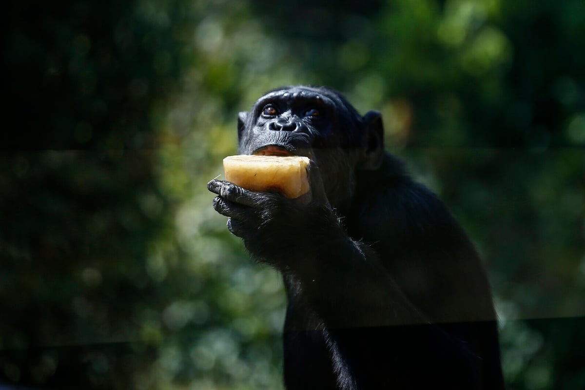 Chimpanzees Consume Alcohol Equivalent to Two Drinks Daily