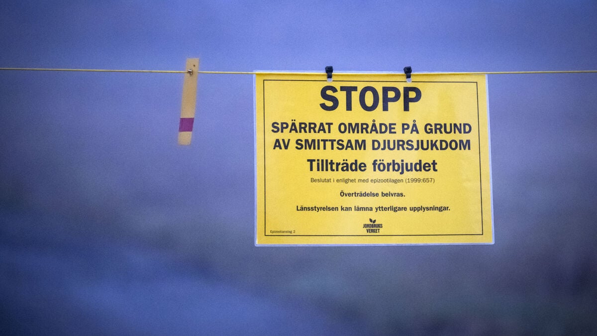 Bird Flu Season in Sweden Could Be Worst in Years, Experts Warn