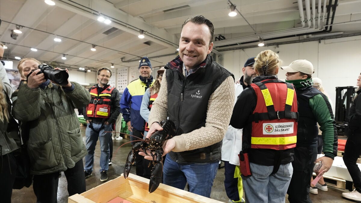 First lobster of the season sells for 53,000 kronor per kilo despite rough weather