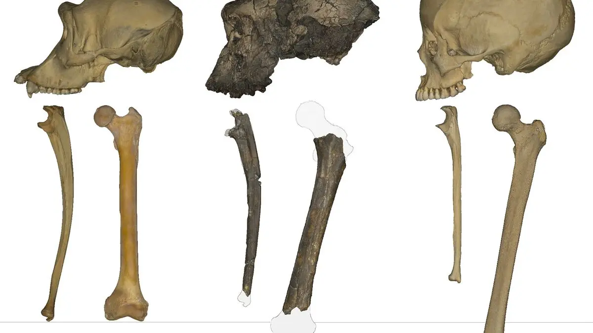 When our first two-legged ancestor lived
