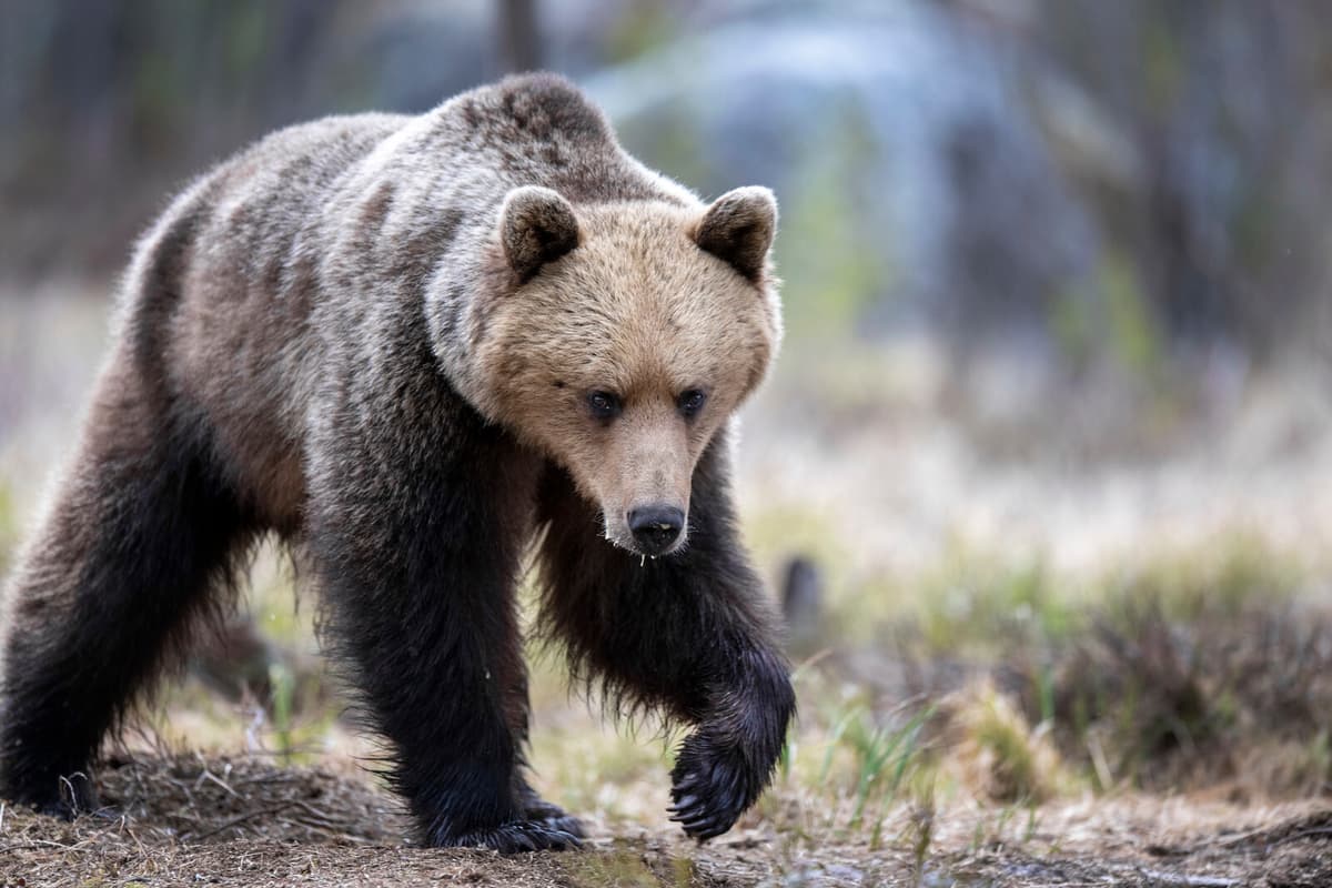 Bear Hunting Season Begins with Rise in Bait Registrations