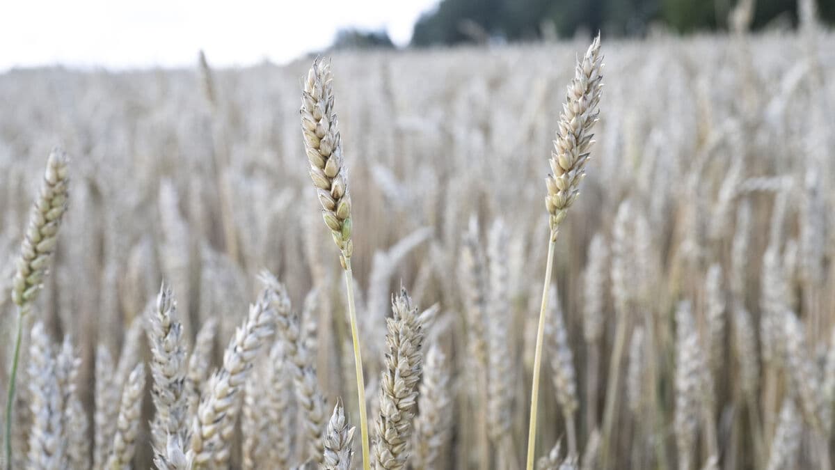 First Emergency Grain Stores to Be Established in Northern Sweden
