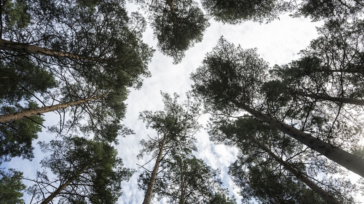 Criticism of Climate Efforts: Data Quality Concerns Raised