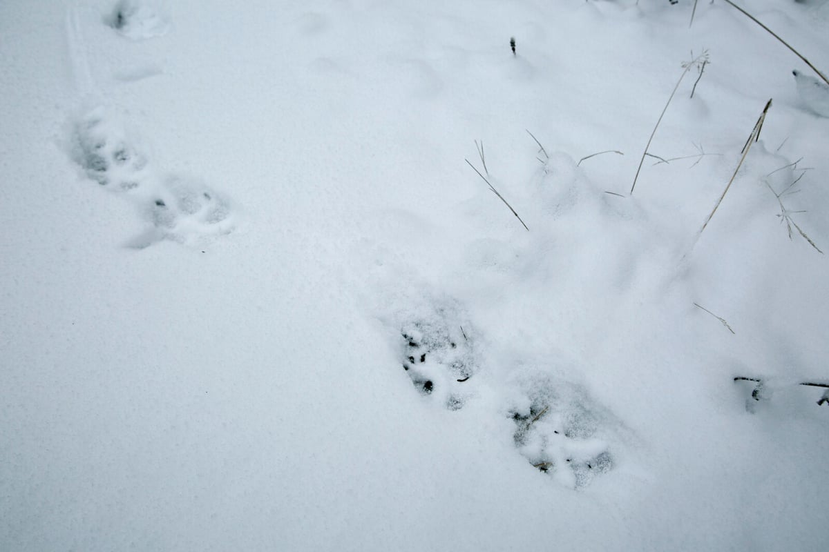 Wolf hunt concluded in three territories