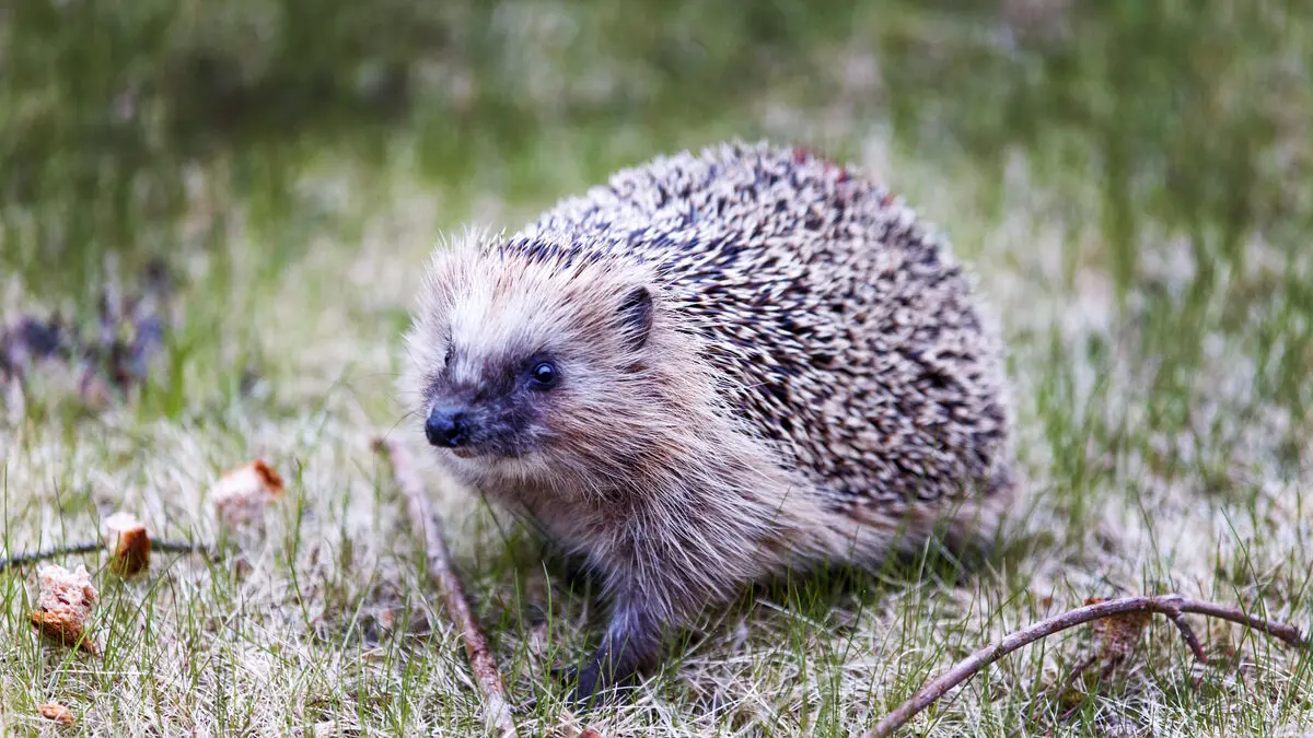 SVA wants your help with sick hedgehogs