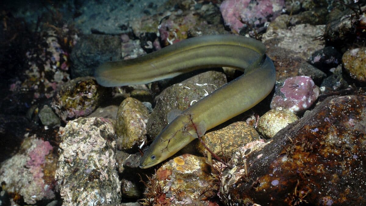 Eel Population Rises on West Coast After Fishing Ban