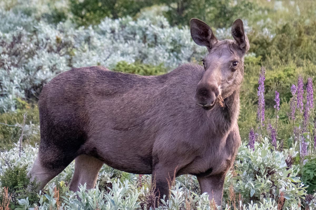 Lycksele to Serve Locally Sourced Elk Meat in Schools and Elderly Care