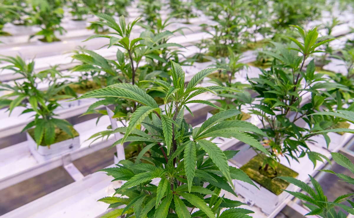 Twelve Charged After Police Uncover Drug Factory in Helsingborg