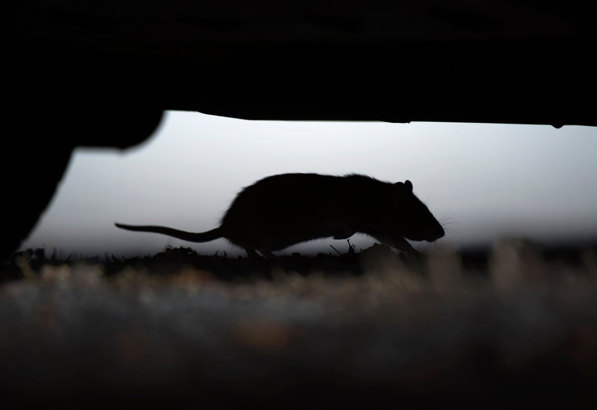 New Sound Technology Effectively Repels Rats Without Poison