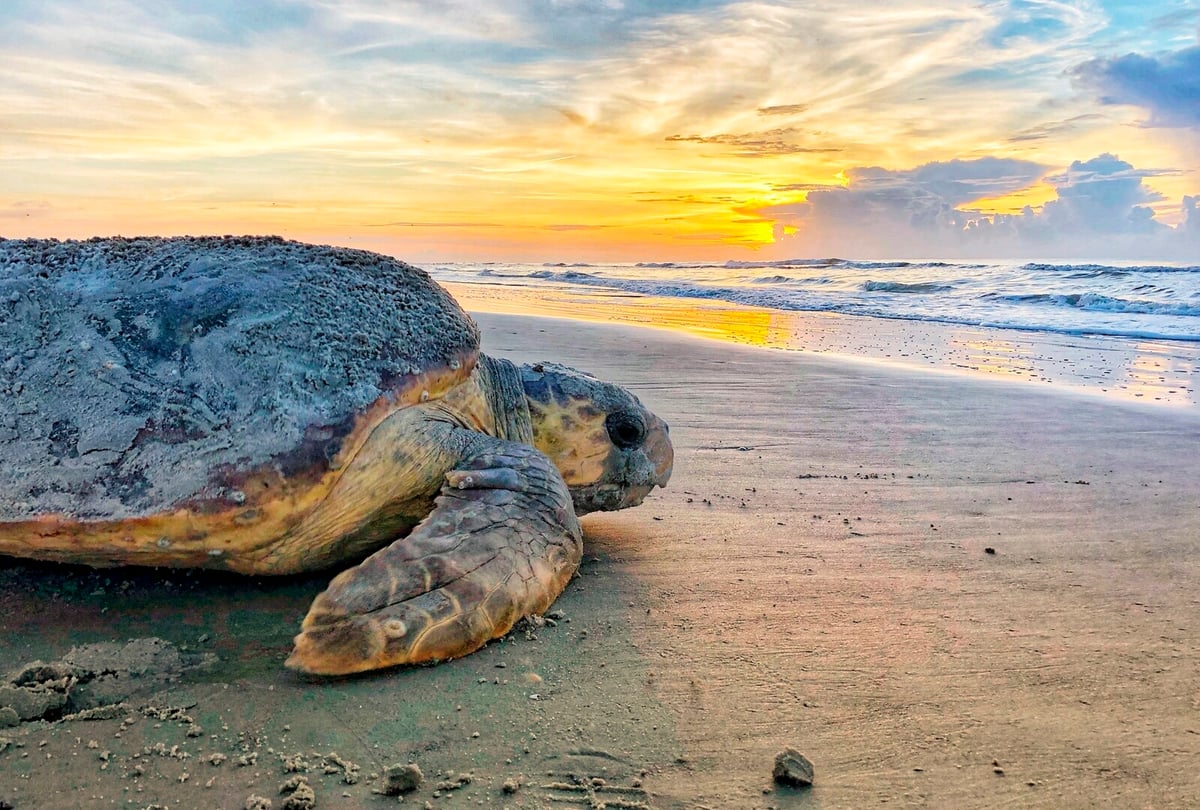 Restart to Save Animals and Nature
