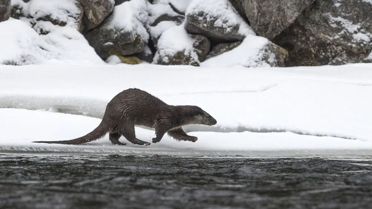 Viable otter leaves red list