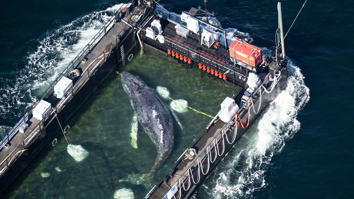 Timmy the whale is free - released into the North Sea