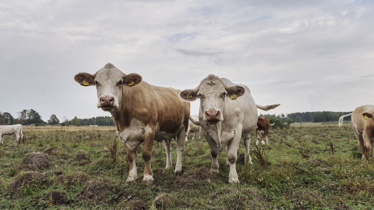 Farmer and Another Person Charged With Aggravated Animal Cruelty After 100 Cattle Taken Into Care