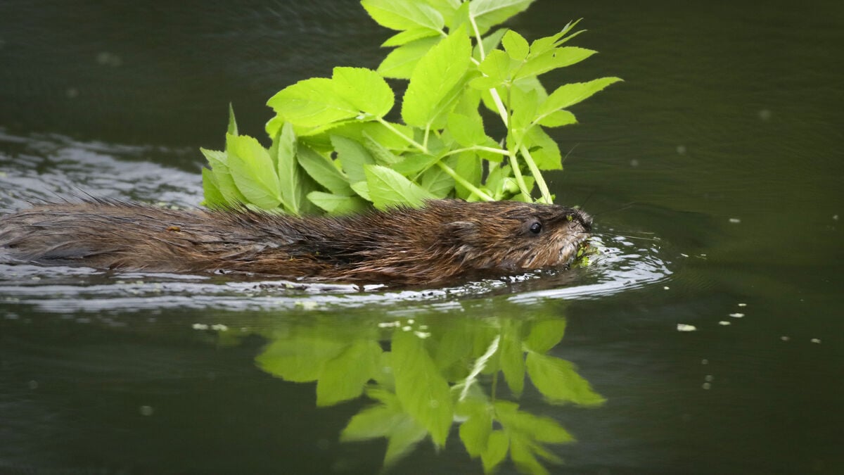 63 new species in Sweden causing problems