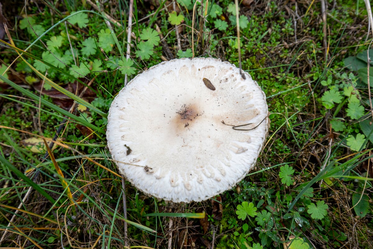 Woman Faces Life Sentence for Poisoning Ex's Family with Mushrooms