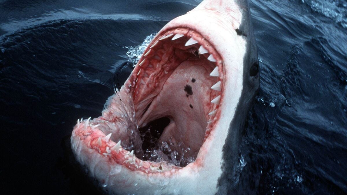 This is what stock market sharks do - securing their money for the weekend