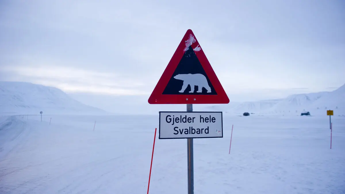 Dead polar bear in Svalbard tested positive for bird flu