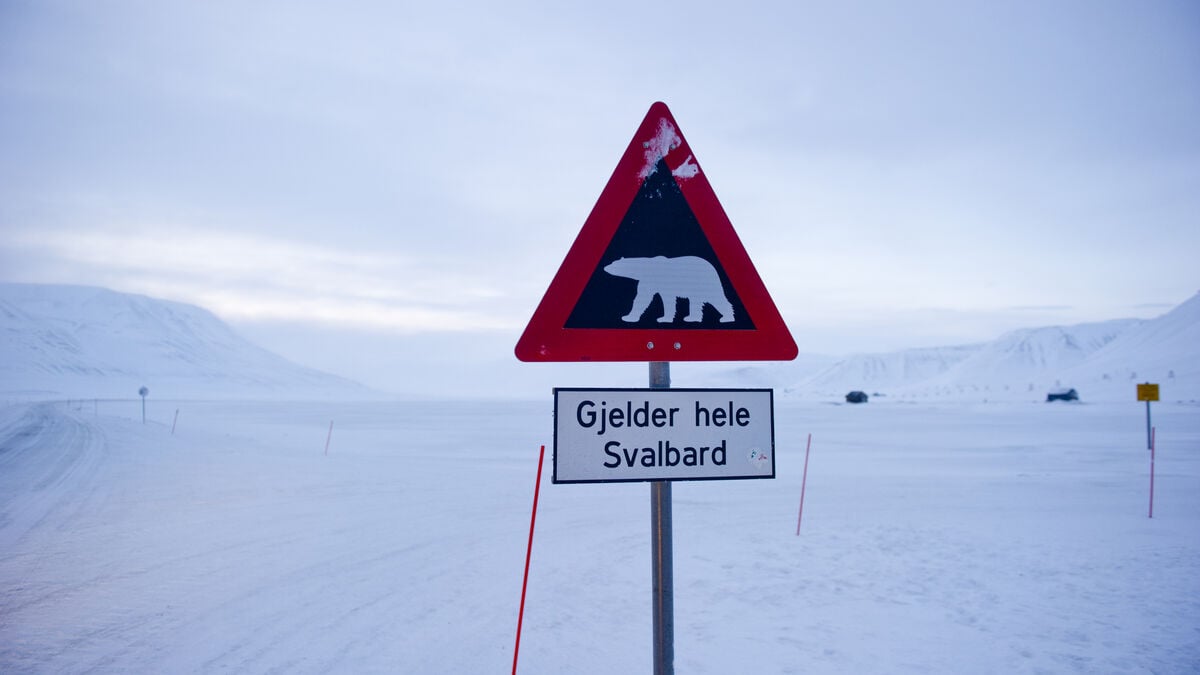 Dead polar bear in Svalbard tested positive for bird flu