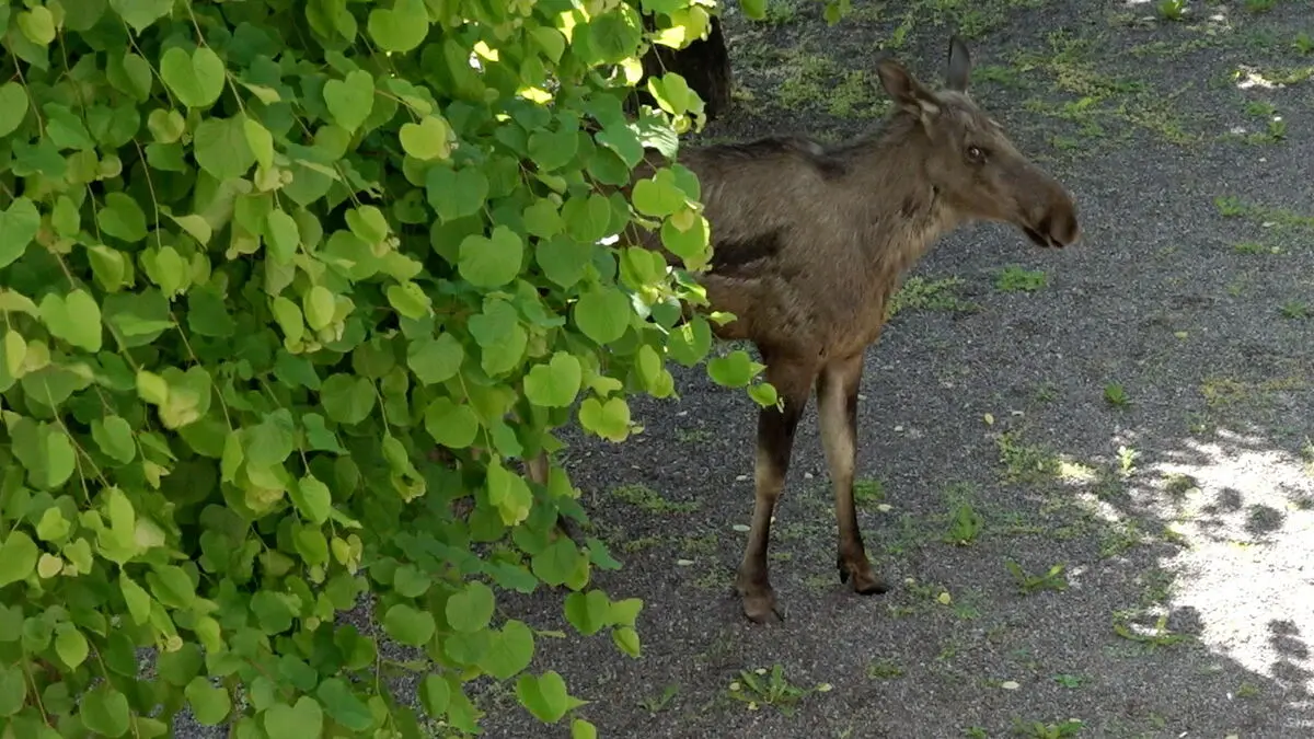 Moose fell to its death in central Uppsala