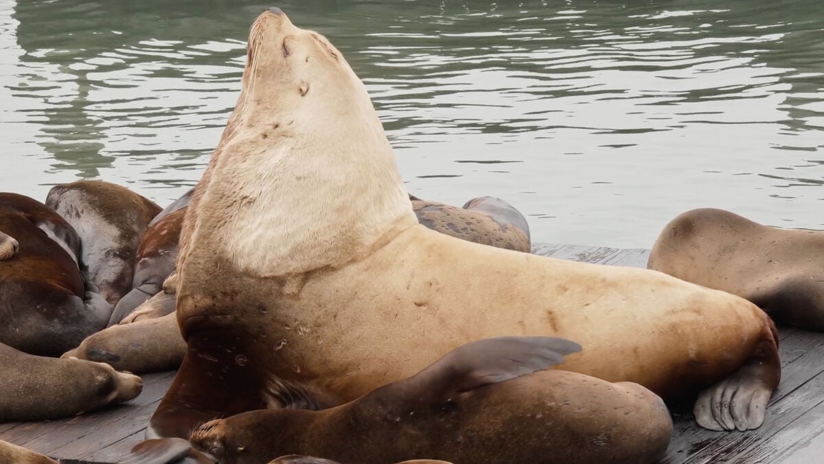 900-Pound Chonkers Shocks Tourists at Fisherman's Wharf, Like a Volkswagen
