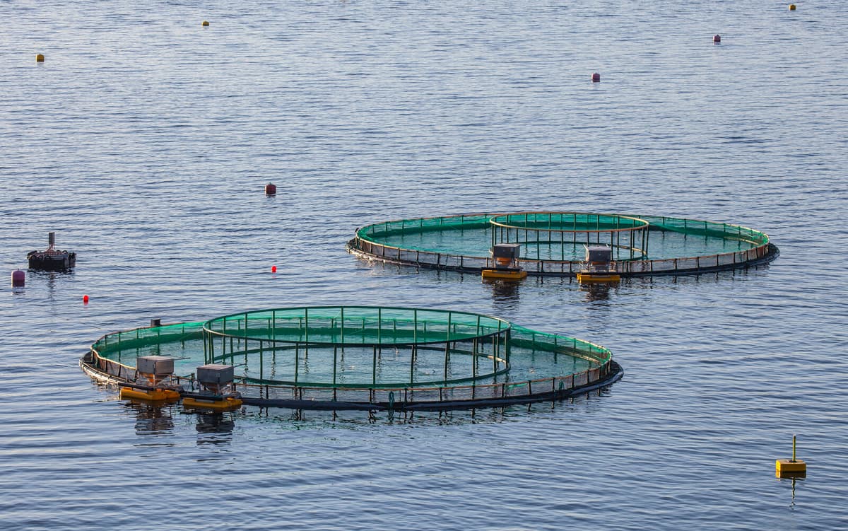 Fish Breeding for Release Drops by Nearly Half in Sweden
