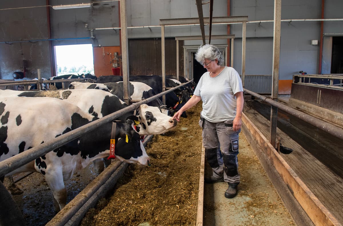 Swedish Farm Ends 25 Years of Organic Milk Production Due to Low Demand