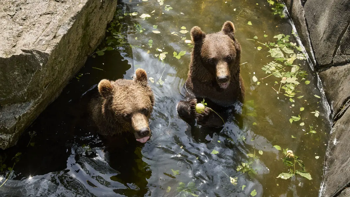 Zoo animals cool off with baths, shade and frozen treats in the heat