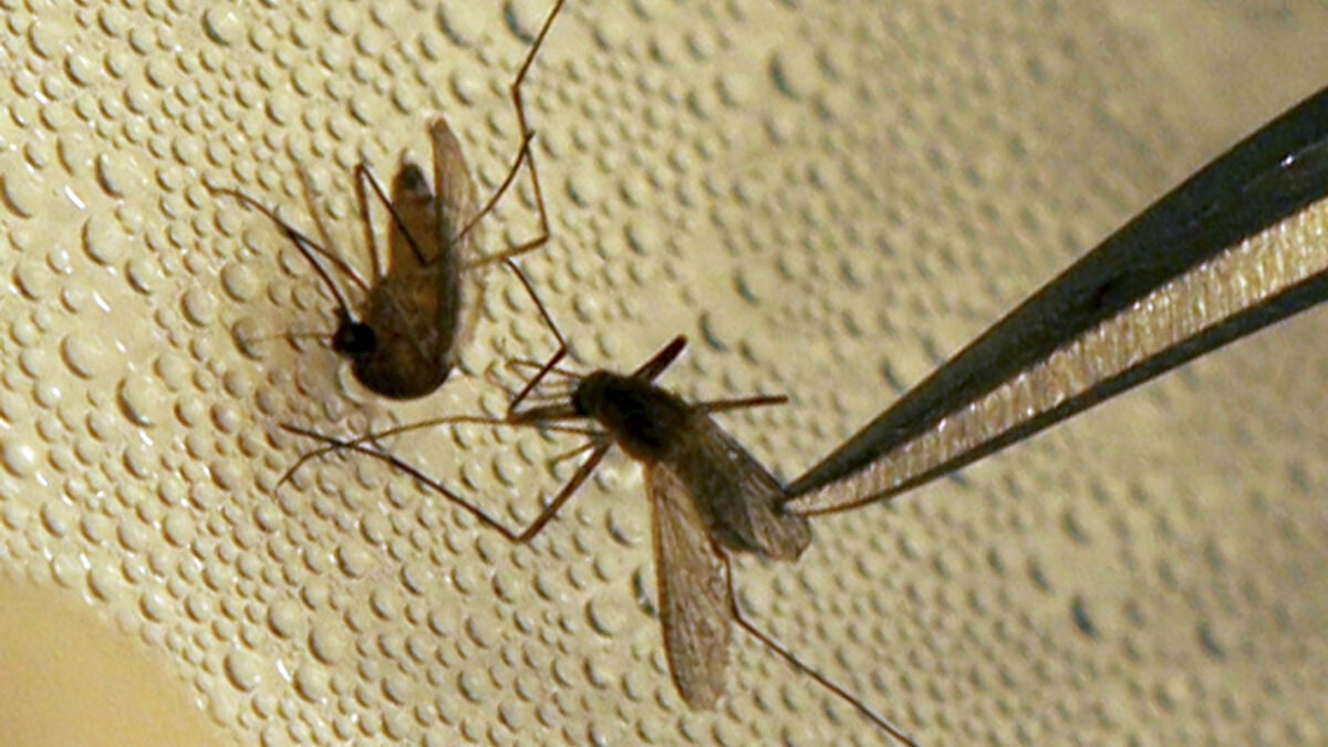 West Nile virus discovered in Danish horses