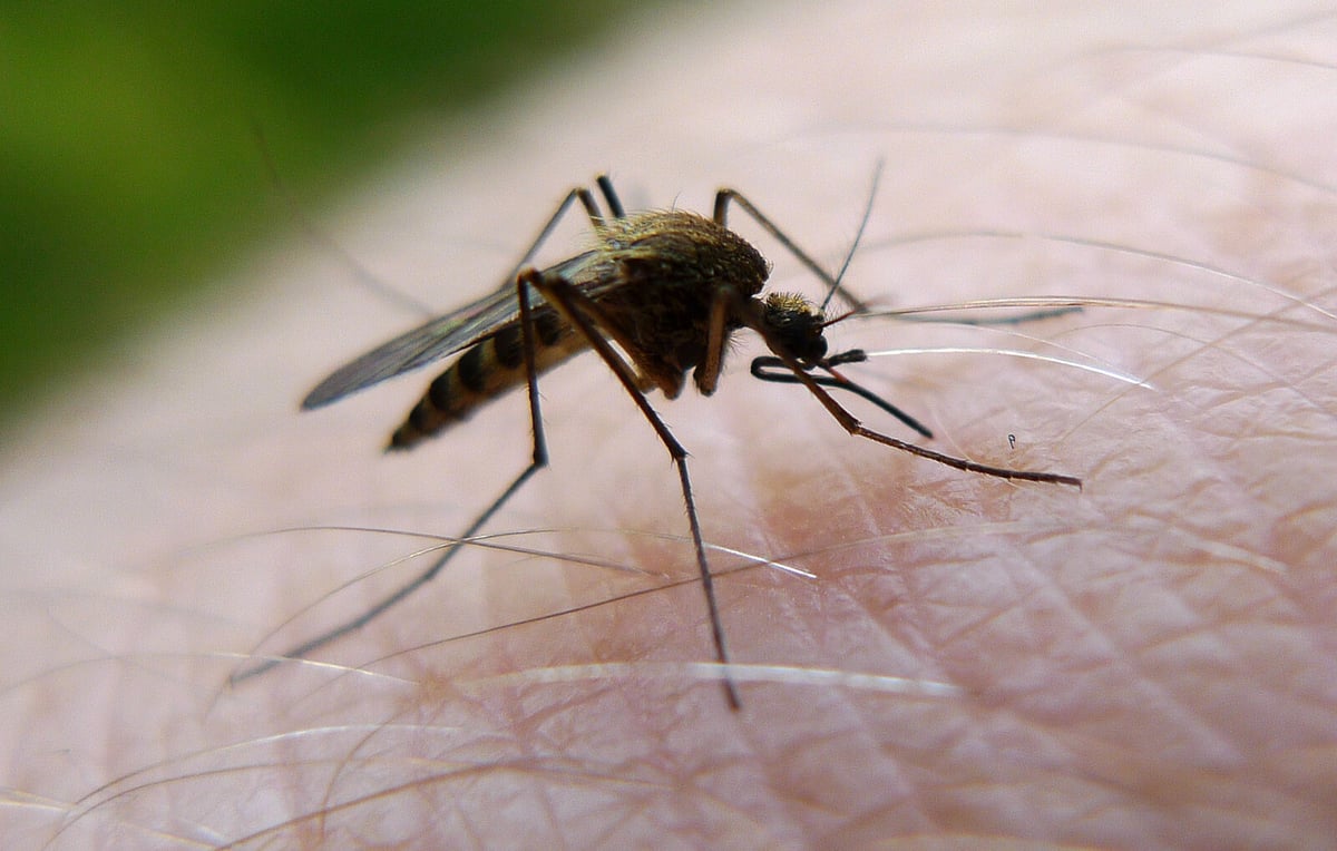 Polish Storm Karl-Heinz May Trigger Mosquito Surge in Sweden